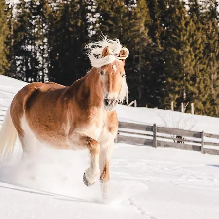 Traumhotel Alpina Superior (adults Only) 겔로스